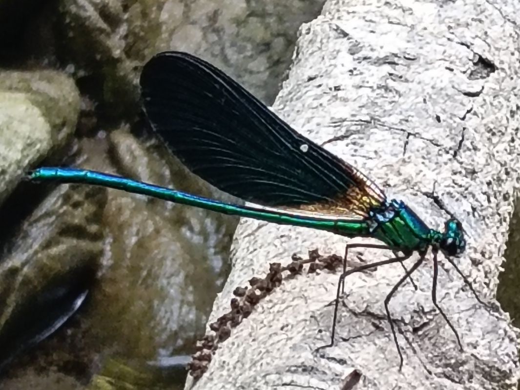 Calopteryx virgo  - Rudy Valfiorito
