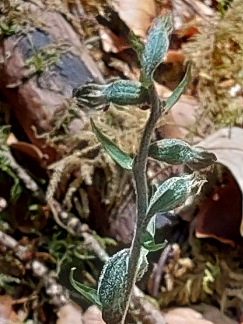 Epipactis microphylla  - Bernard Sonnerat