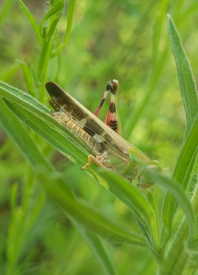 Aiolopus strepens  - Yohann Brouillard