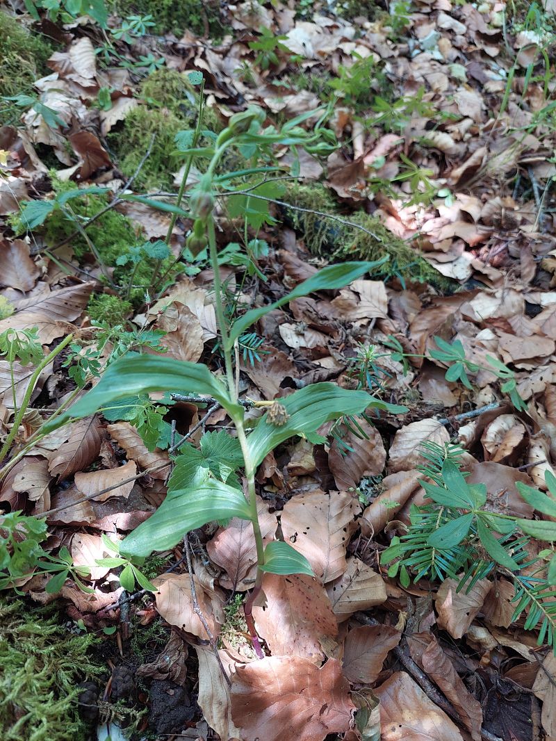 Epipactis leptochila  - Bernard Sonnerat