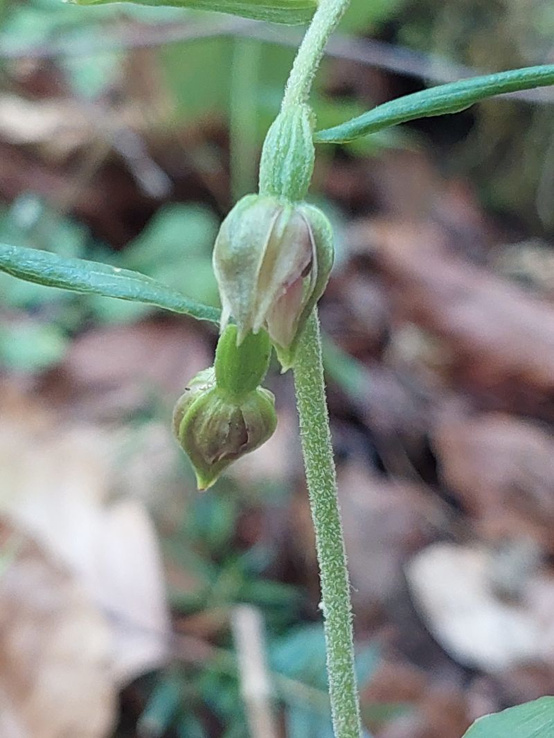 Epipactis leptochila  - Bernard Sonnerat