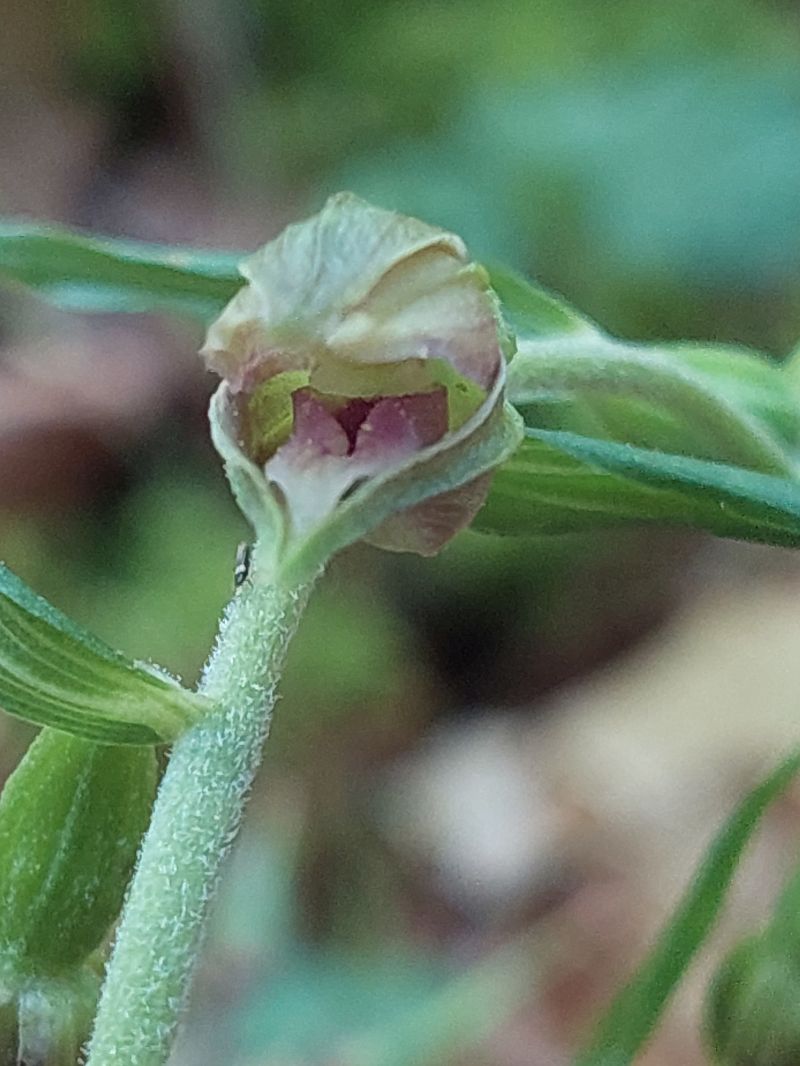 Epipactis leptochila  - Bernard Sonnerat