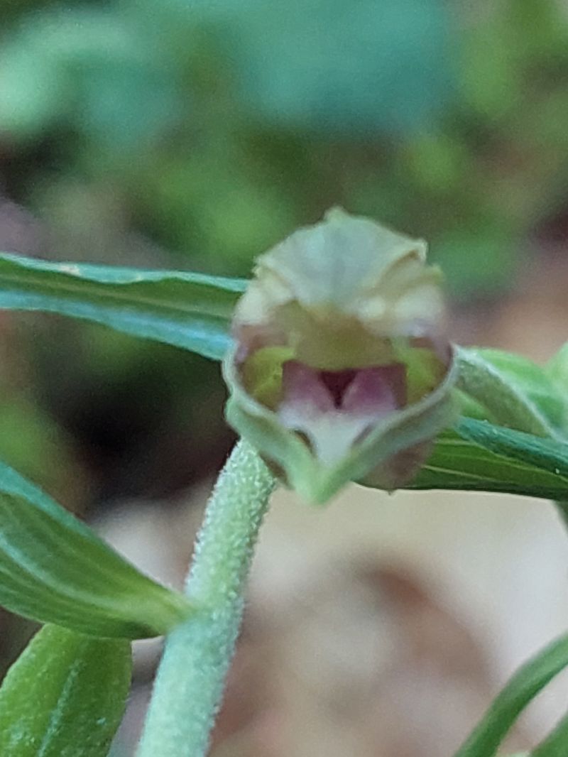Epipactis leptochila  - Bernard Sonnerat