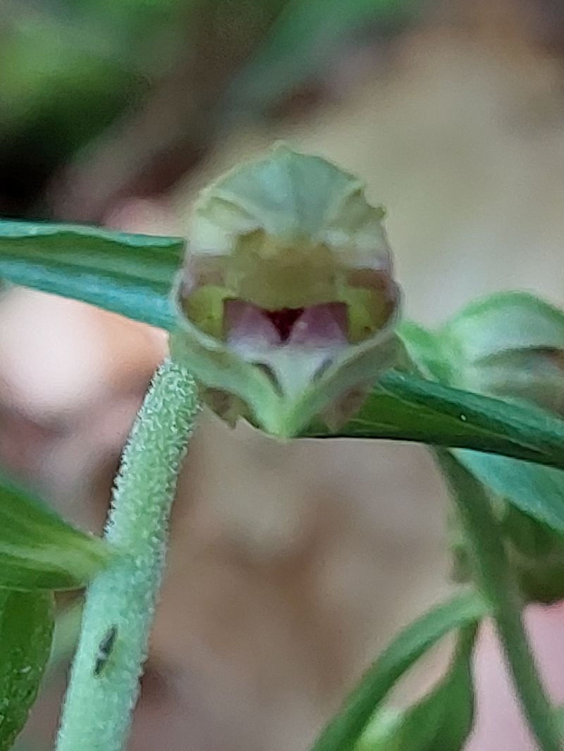Epipactis leptochila  - Bernard Sonnerat