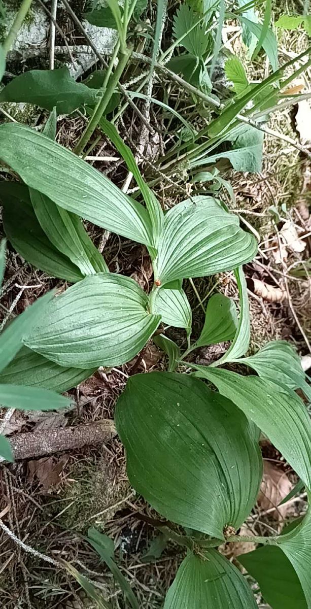 Cypripedium calceolus  - Luc Mery