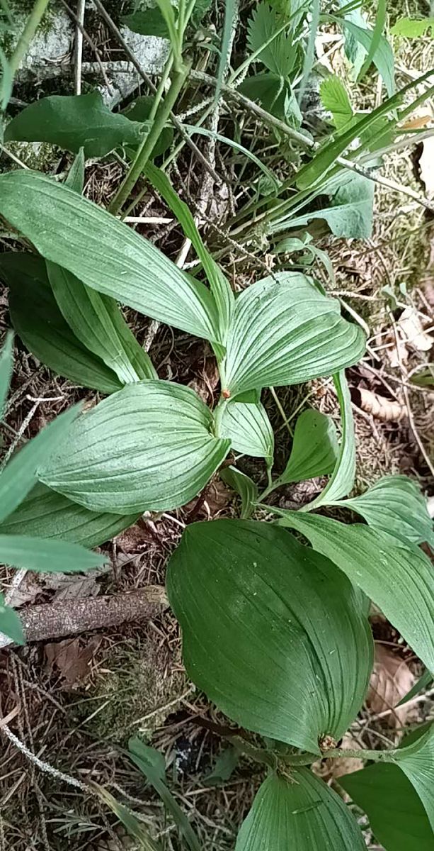 Cypripedium calceolus  - Luc Mery