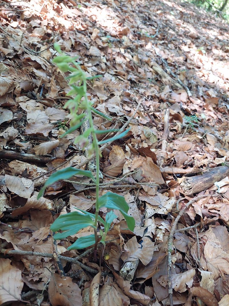 Epipactis leptochila  - Bernard Sonnerat