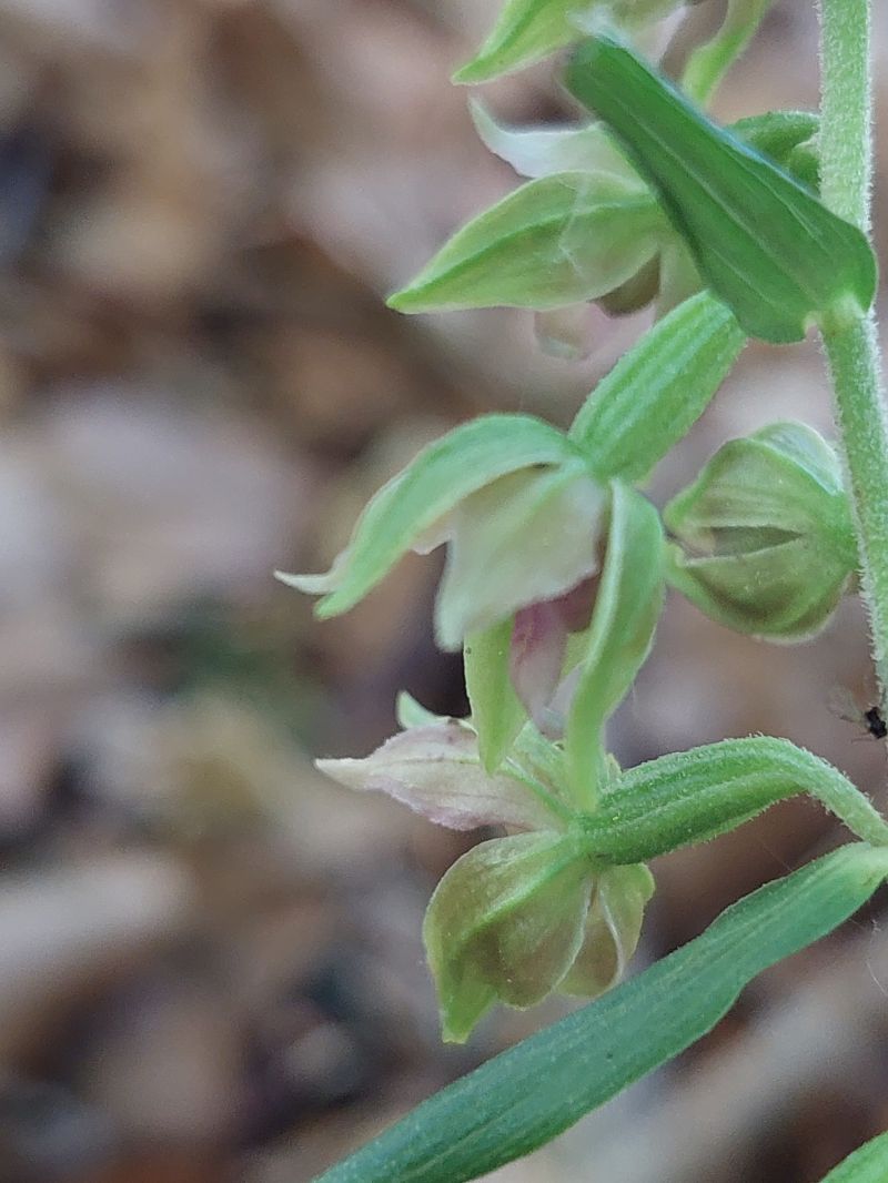 Epipactis leptochila  - Bernard Sonnerat