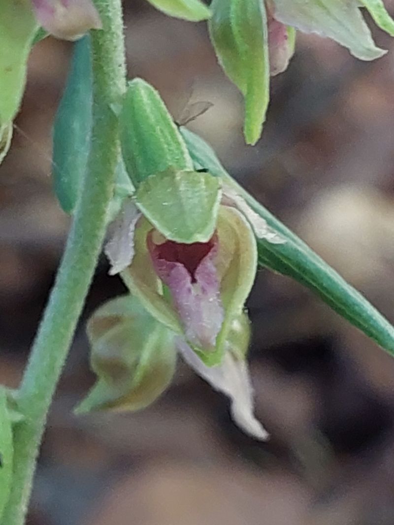 Epipactis leptochila  - Bernard Sonnerat
