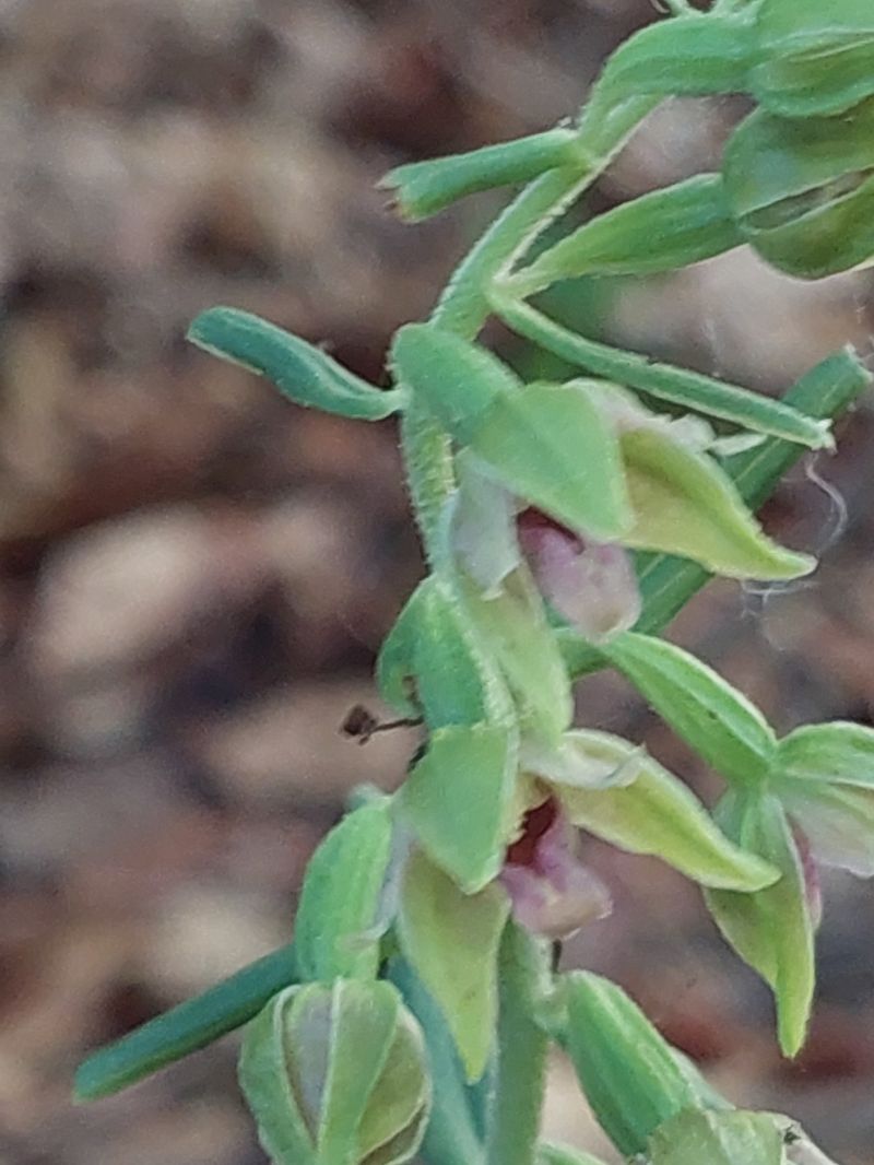 Epipactis leptochila  - Bernard Sonnerat