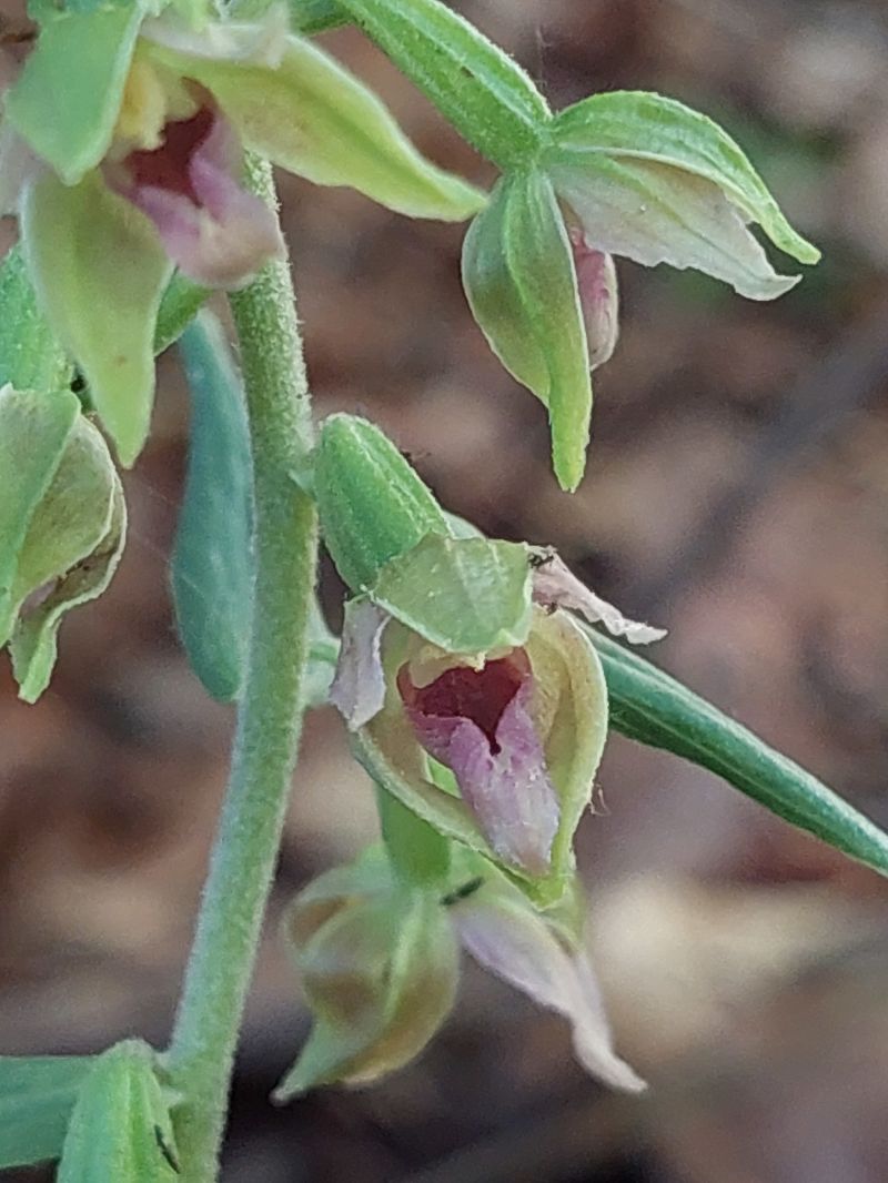 Epipactis leptochila  - Bernard Sonnerat