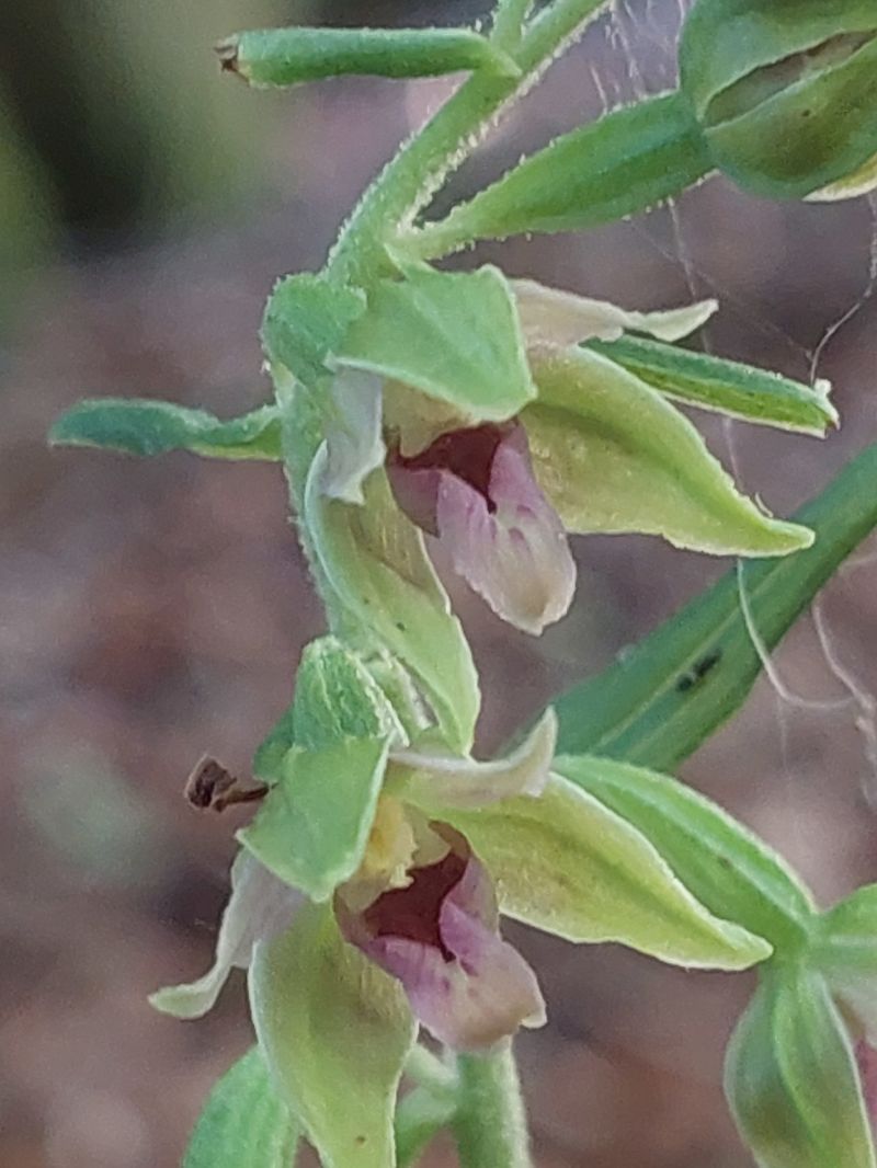 Epipactis leptochila  - Bernard Sonnerat