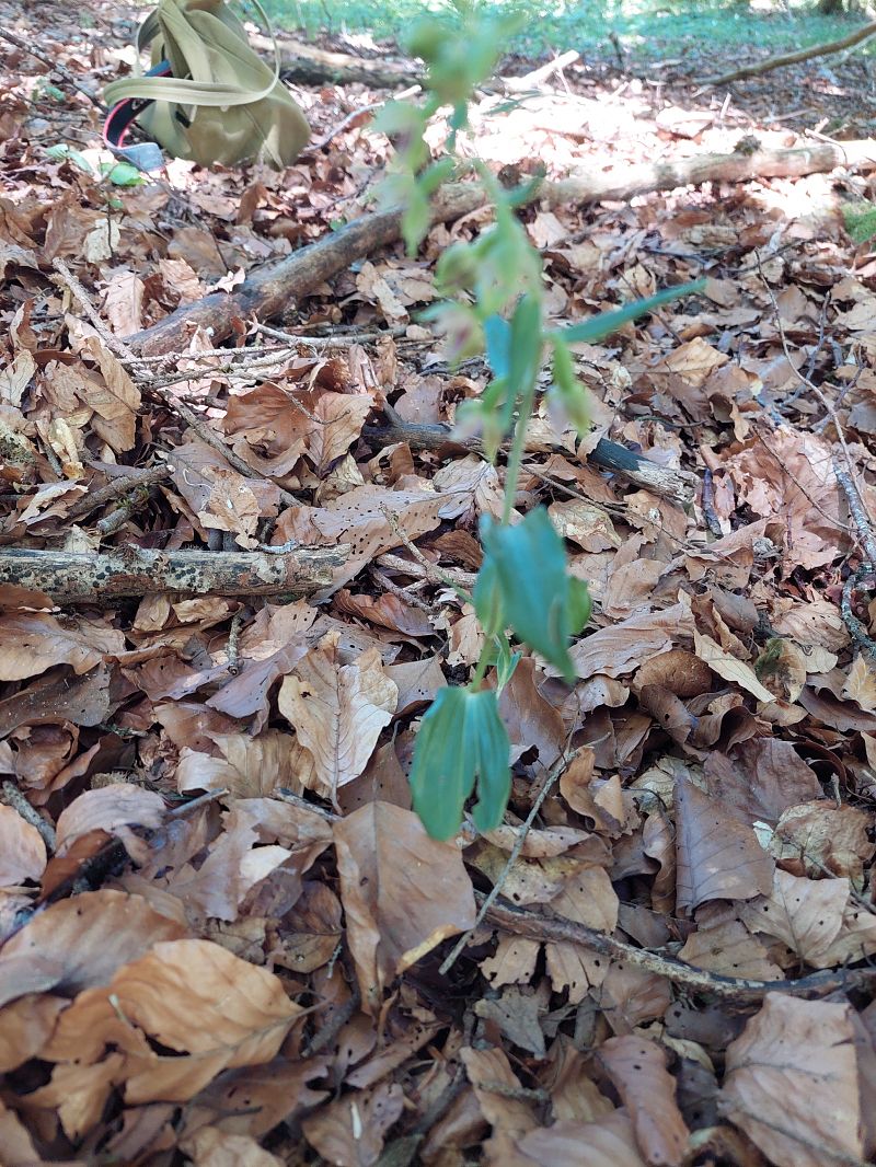 Epipactis leptochila  - Bernard Sonnerat