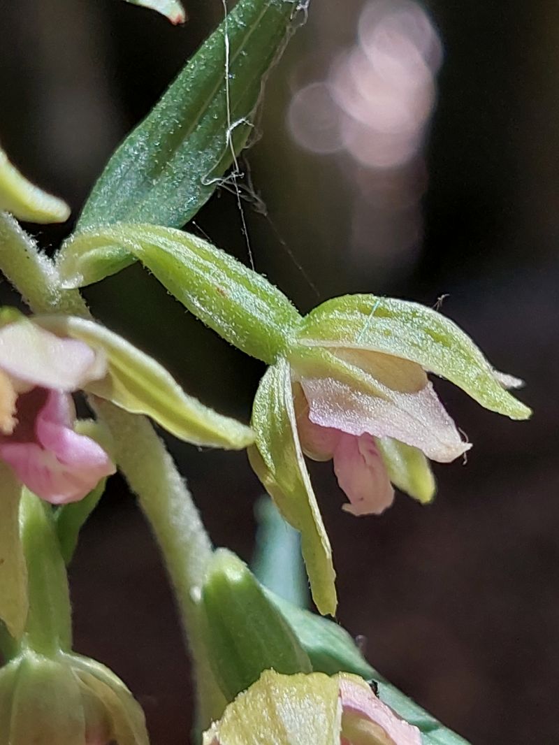Epipactis leptochila  - Bernard Sonnerat