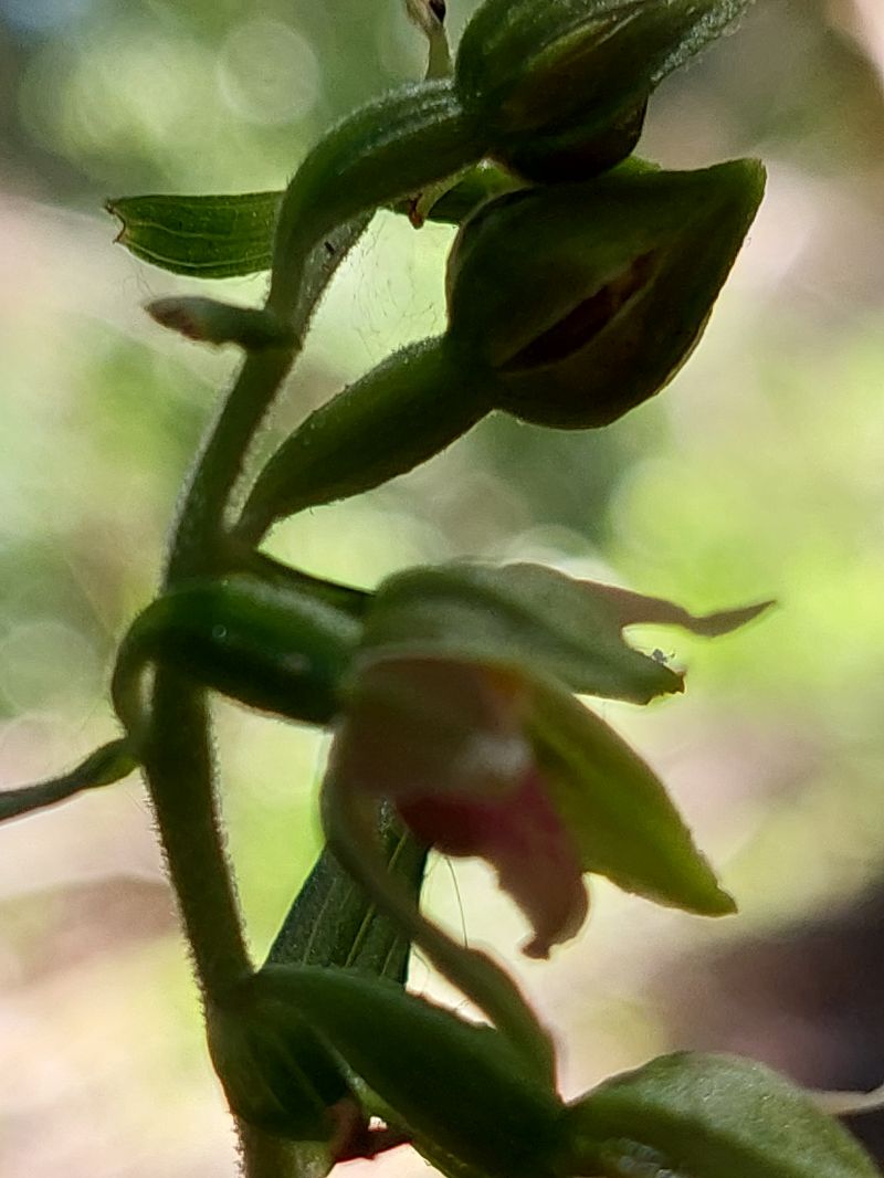 Epipactis leptochila  - Bernard Sonnerat