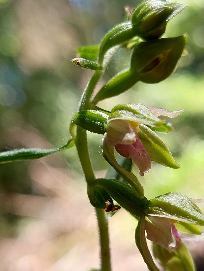 Epipactis leptochila  - Bernard Sonnerat