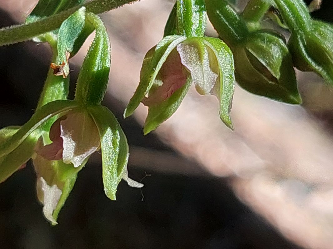 Epipactis leptochila  - Bernard Sonnerat