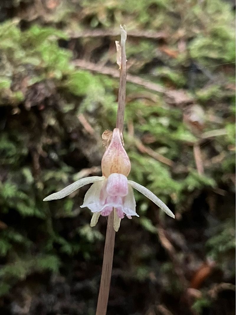 Epipogium aphyllum  - Florent de Gasperis