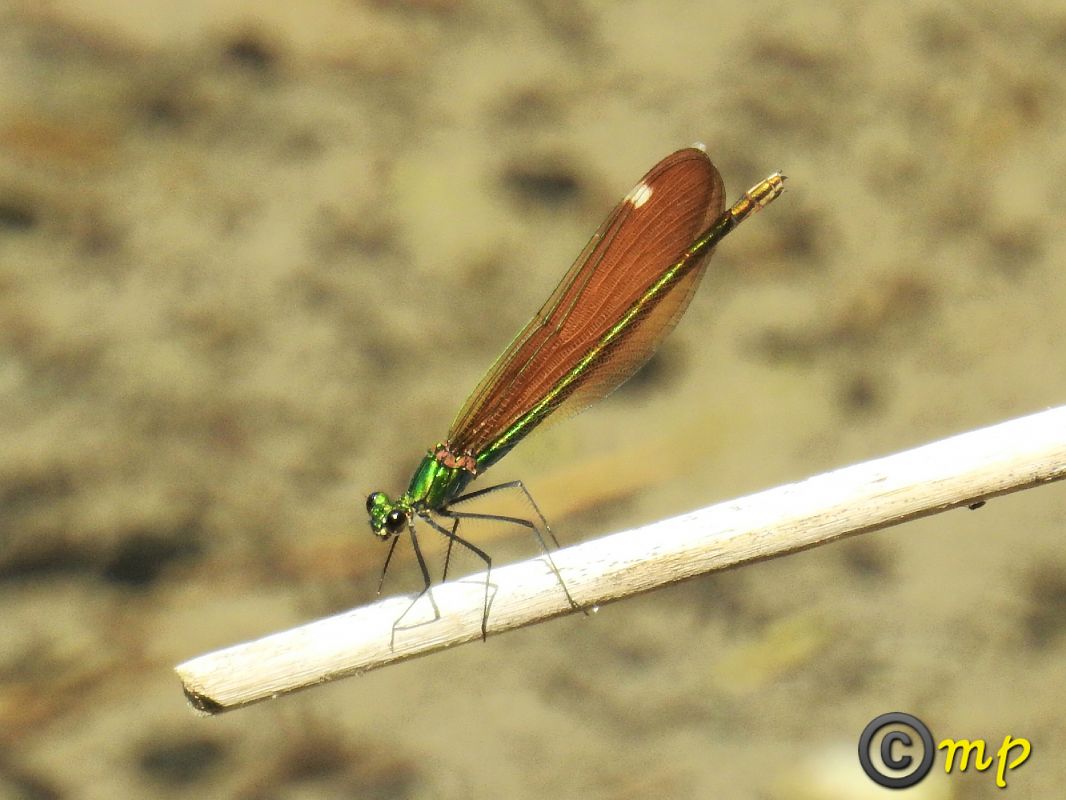 Calopteryx virgo  - Mario Paloni