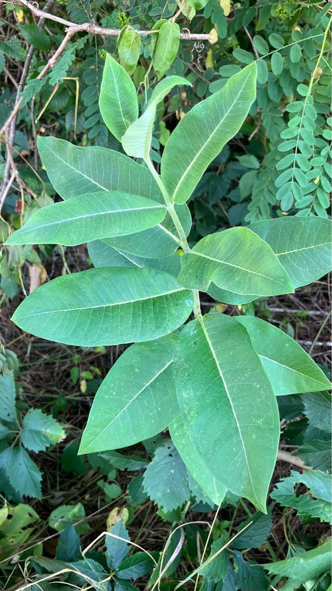 Asclepias syriaca  - Ivano Candon