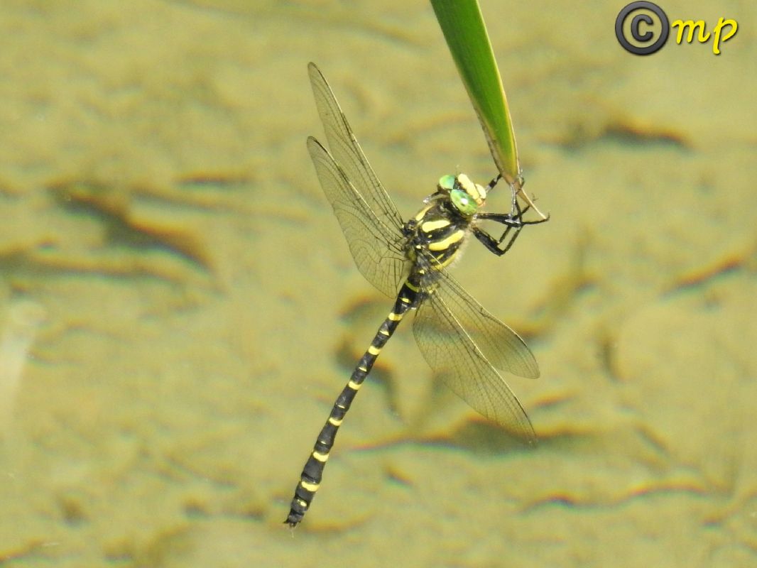 Cordulegaster boltonii  - Mario Paloni