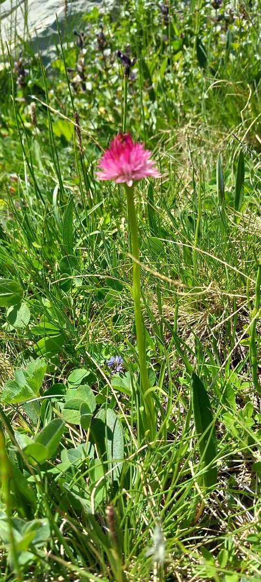 Gymnadenia corneliana  - Gerard Chassan