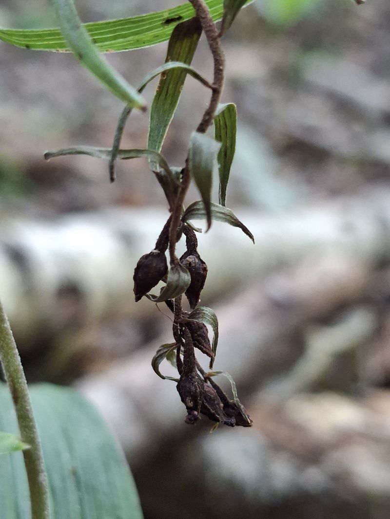Epipactis helleborine  - Alain Fourmann