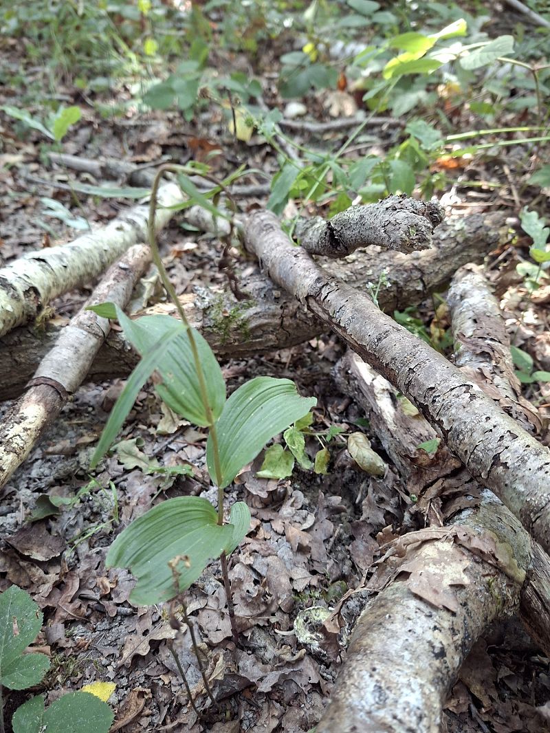 Epipactis helleborine  - Alain Fourmann