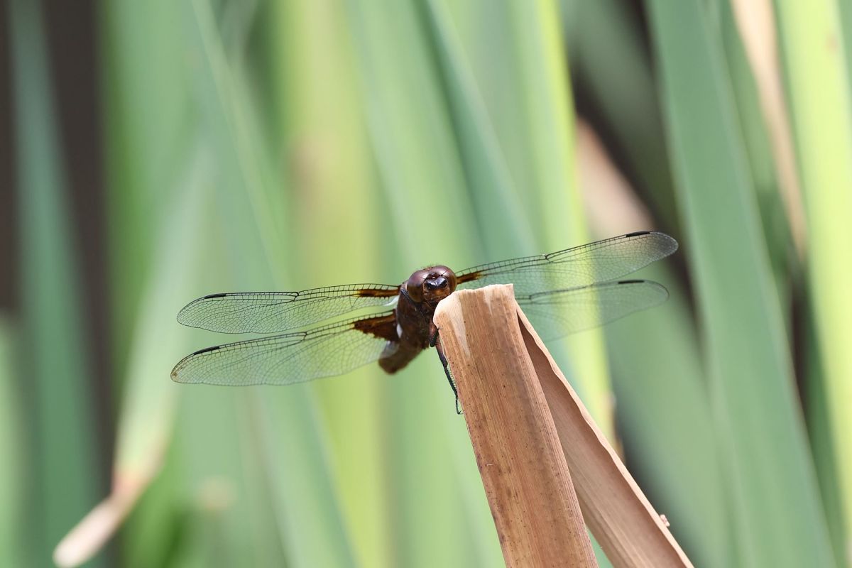 Libellula depressa  - Andrea Galimberti