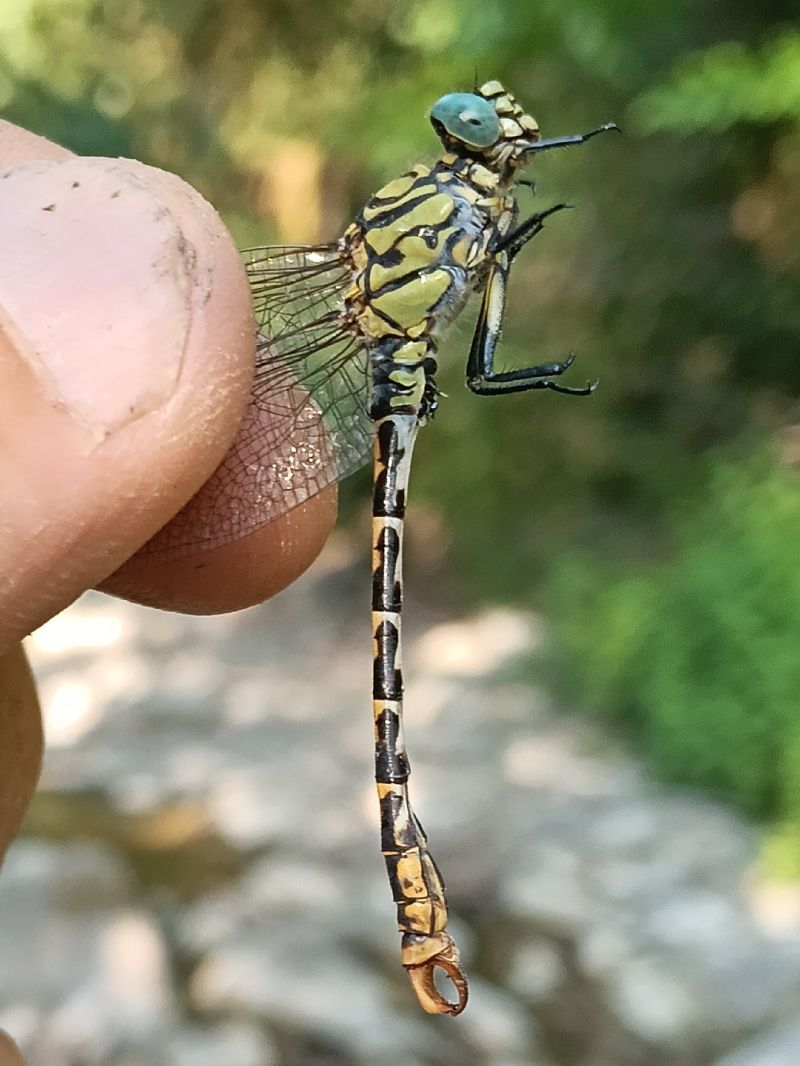 Onychogomphus forcipatus unguiculatus  - Rudy Valfiorito