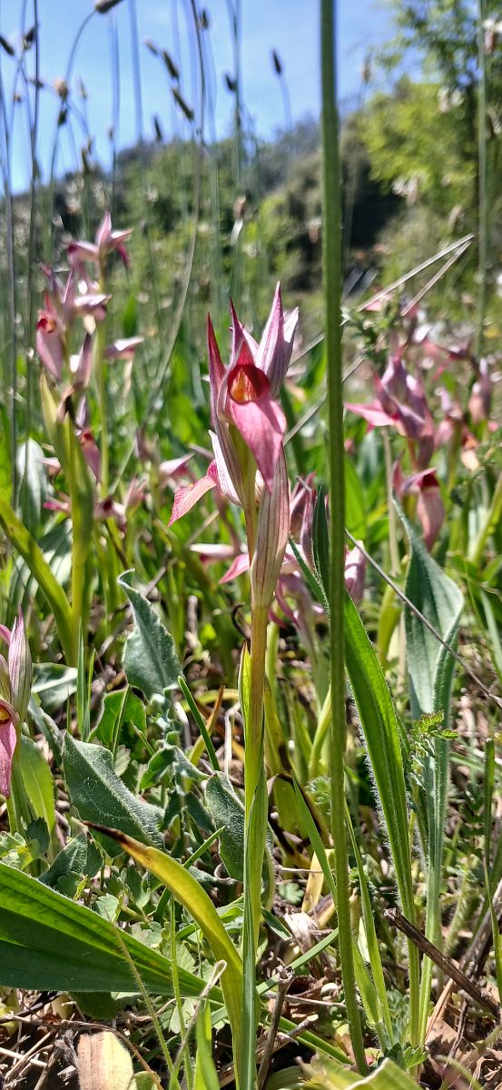 Serapias lingua x vomeracea  - Isabel Fidel Colomer