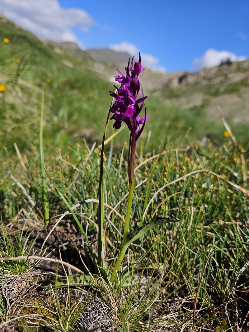 Dactylorhiza lapponica  - Louison Vannier