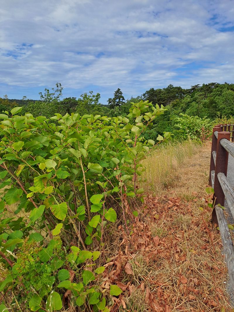 Fallopia japonica  - Matteo Giraldi (FVG)