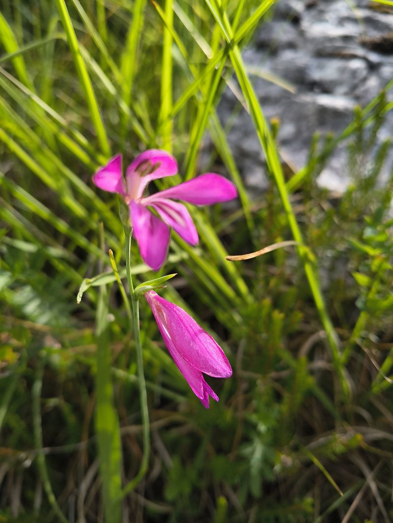 Gladiolus illyricus  - Elena Cfr Buoro (FVG)