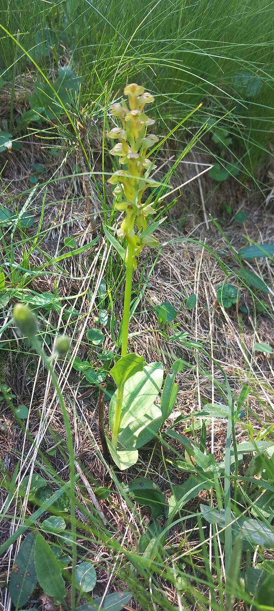 Dactylorhiza viridis  - Gerard Chassan