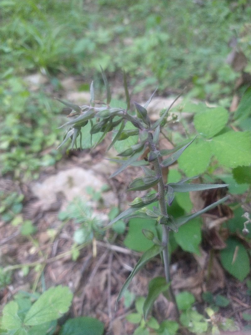 Epipactis atrorubens  - Bertrand Geneix