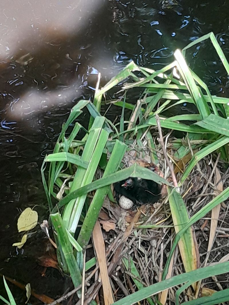 Gallinella d'acqua  - Fabio Lovisetto