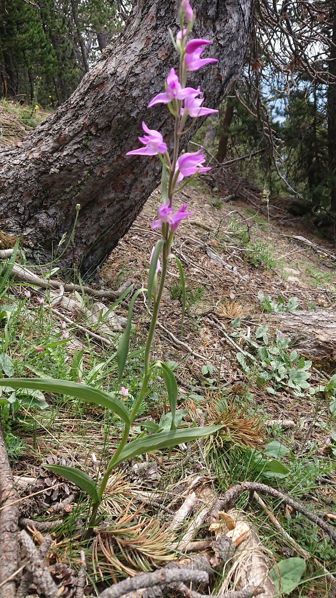 Cephalanthera rubra  - Pernot Jean-Claude