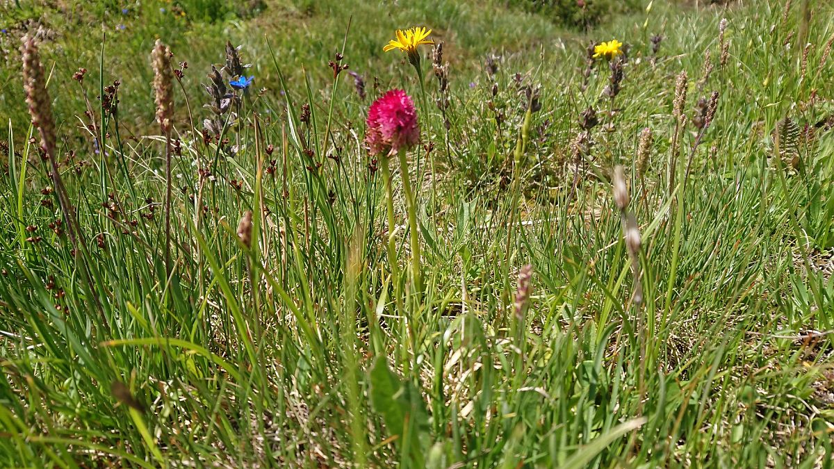 Gymnadenia corneliana  - Pernot Jean-Claude