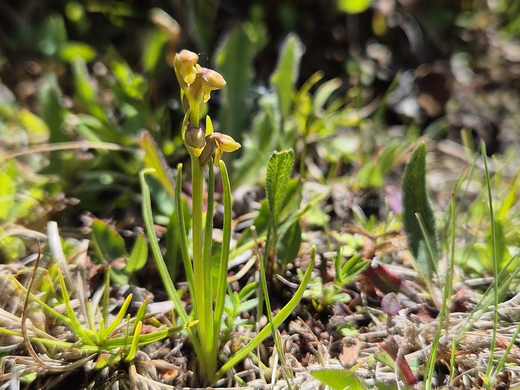 Chamorchis alpina  - Roch Mermin