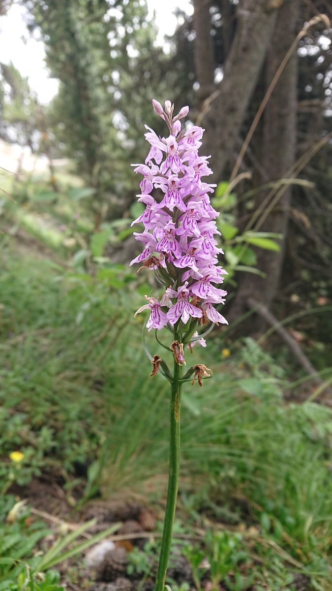 Dactylorhiza maculata  - Pernot Jean-Claude