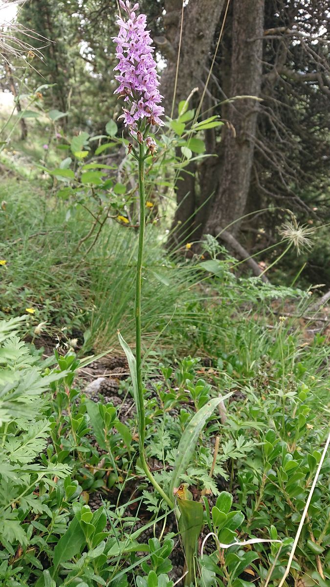 Dactylorhiza maculata  - Pernot Jean-Claude