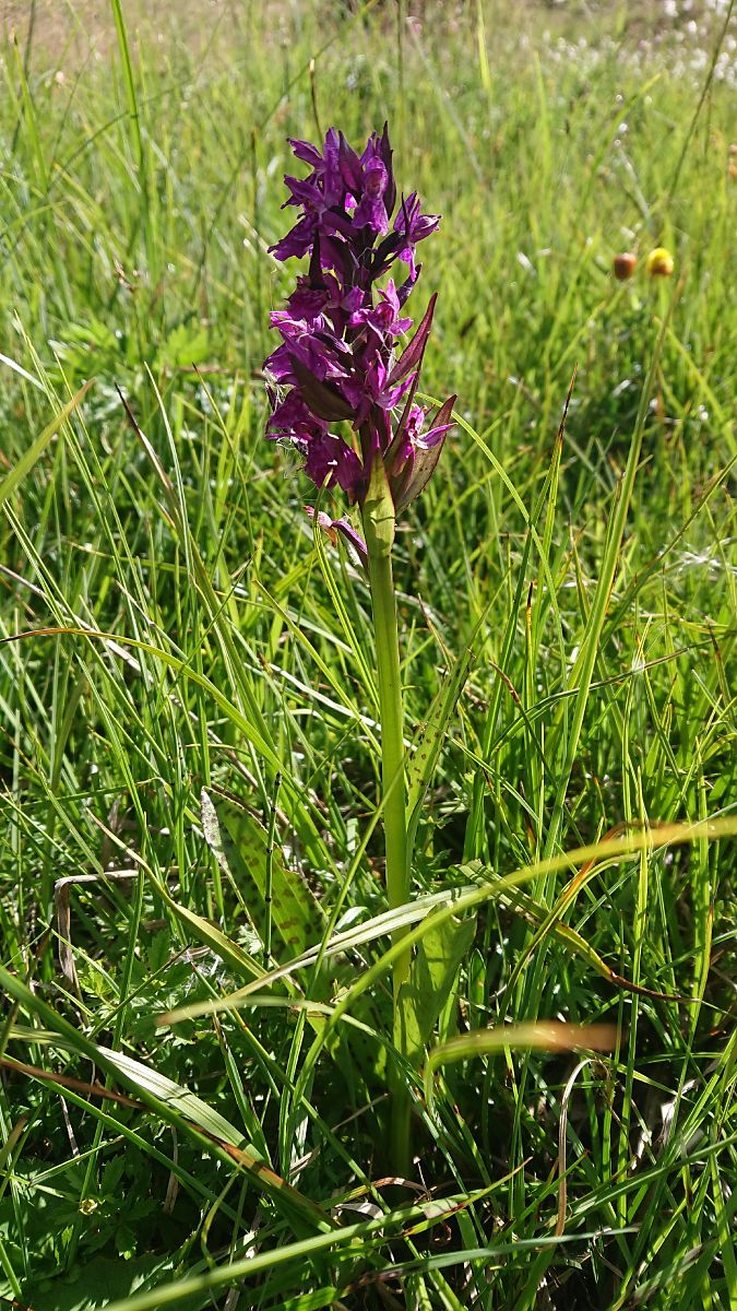 Dactylorhiza alpestris  - Pernot Jean-Claude