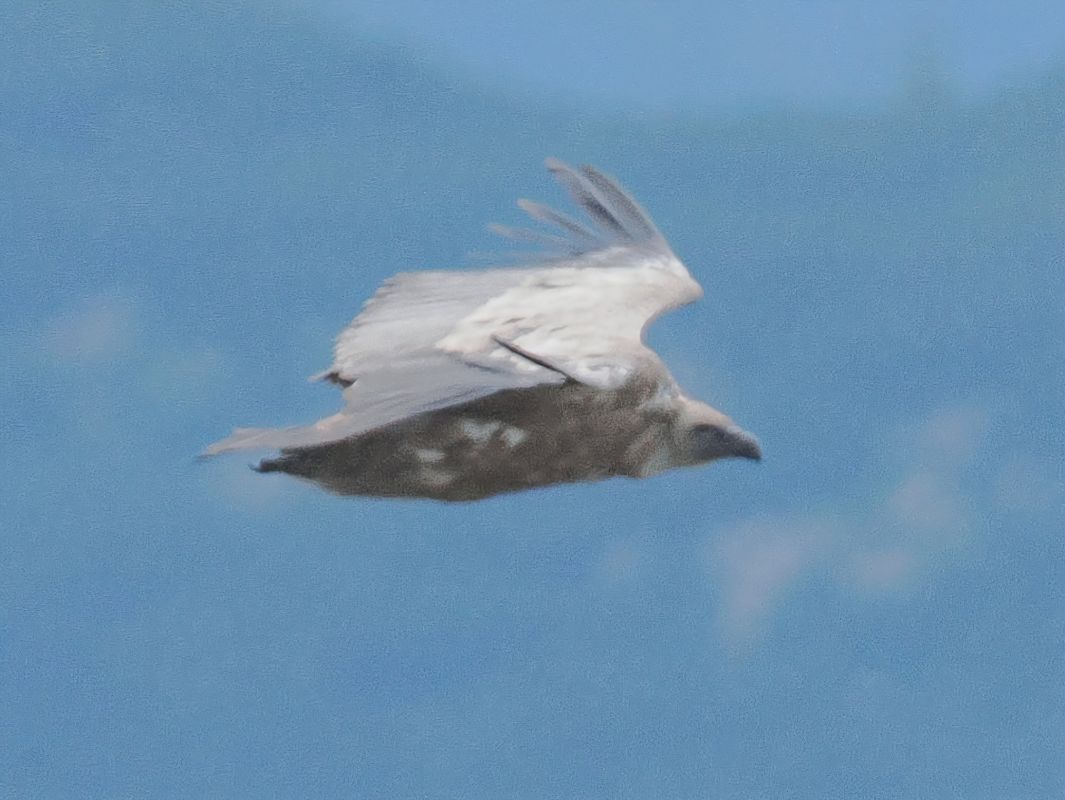 Vautour fauve 