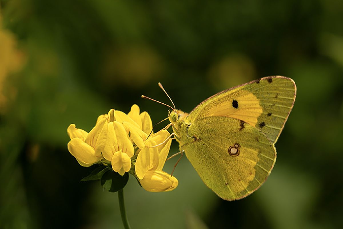 Colias crocea  - Paola Bressan