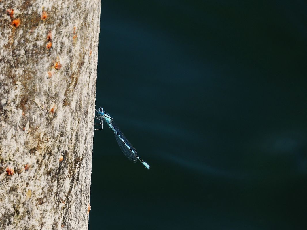 Erythromma lindenii  - Massimino Luigi Brigo