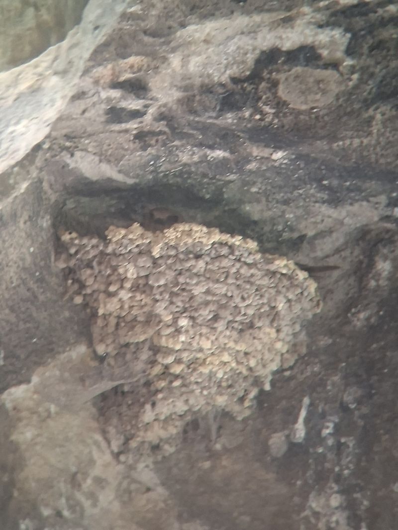 Eurasian Crag Martin  - Benjamin Bergmann
