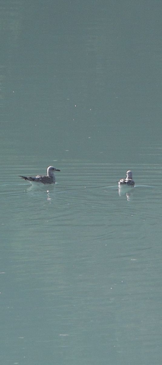 Mouette mélanocéphale  - Dominic Bangratz