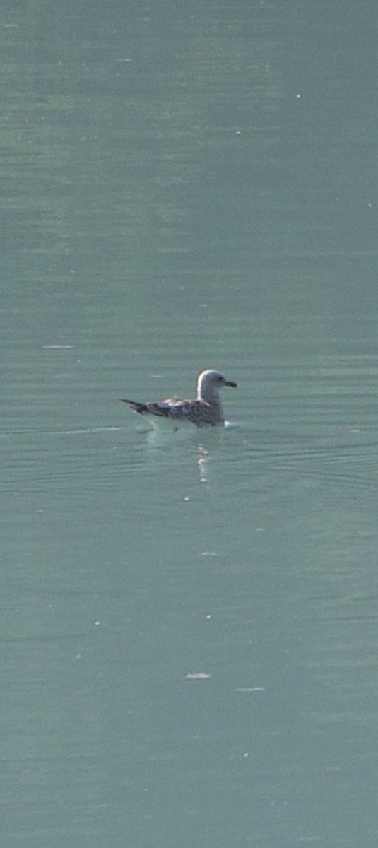 Mouette mélanocéphale  - Dominic Bangratz