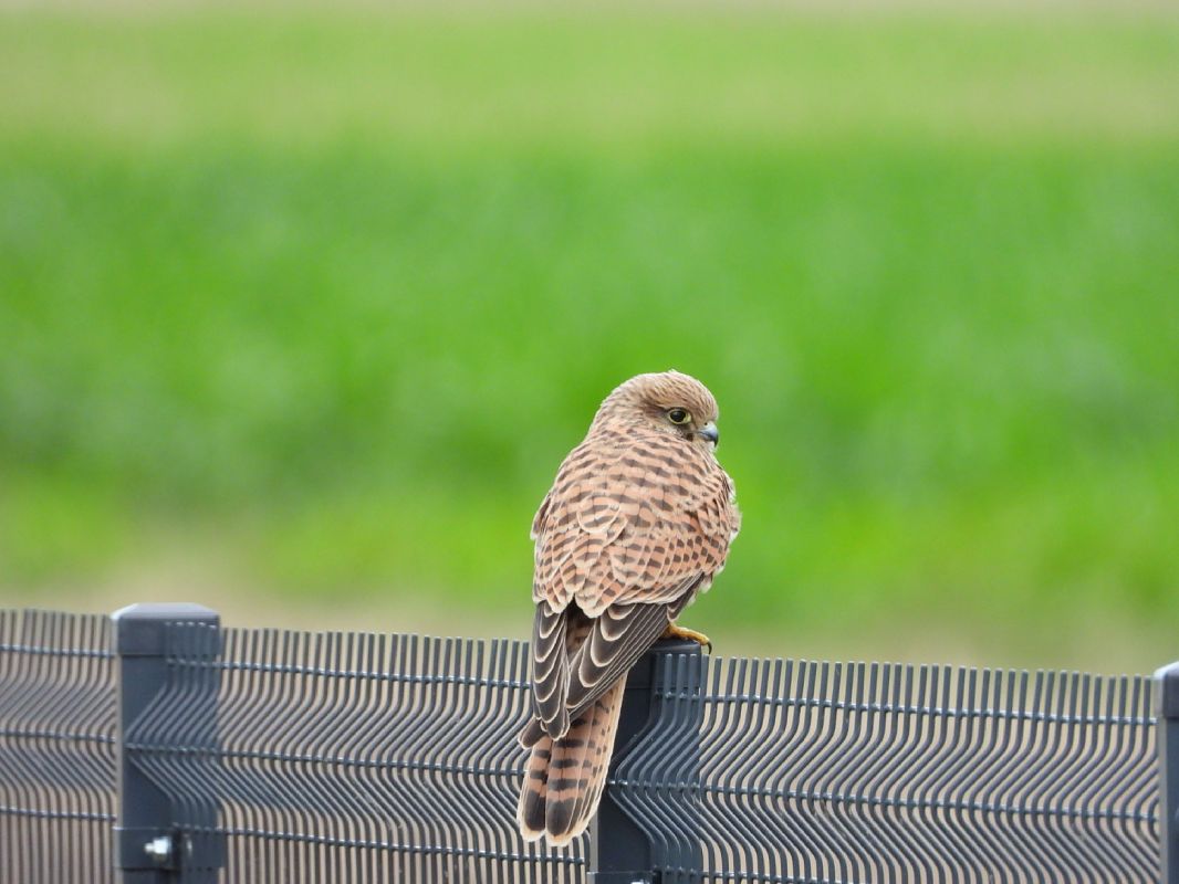 Common Kestrel  - Adrian Dudkiewicz